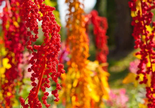 Färgglada quinoa trädet i servergruppen — Stockfoto