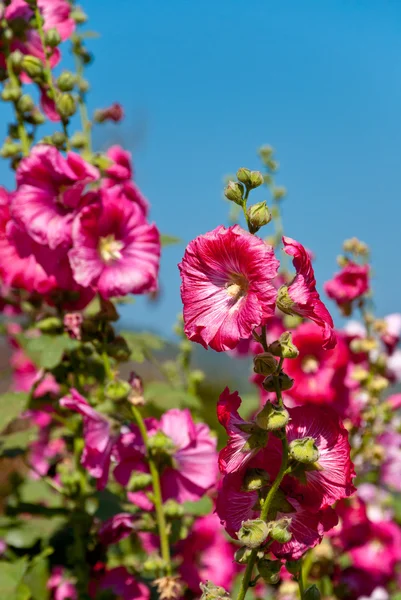 The pink hollyhock in the garden — Stock Photo, Image