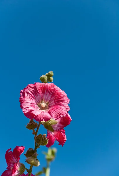 The pink hollyhock in the garden — Stock Photo, Image