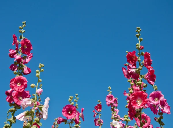 The pink hollyhock in the garden — Stock Photo, Image