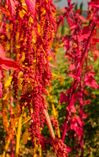 A árvore de Quinoa colorida na fazenda — Fotografia de Stock