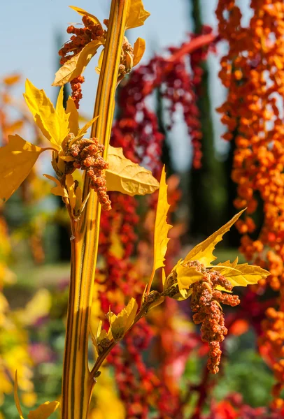 Gruptaki renkli quinoa ağaç — Stok fotoğraf
