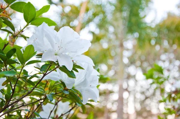 O branco Azalea ou Rhododendron Fotografias De Stock Royalty-Free