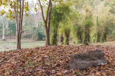 Bir oturum açma ormandaki kurutulmuş yaprakları