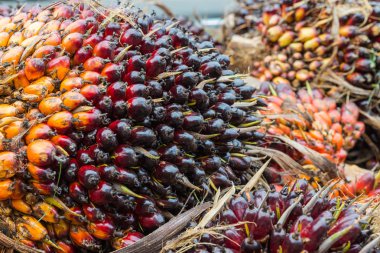 hurma yağı için palm çekirdek grup