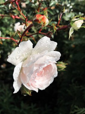 Yağmurdan sonra narin bir gül