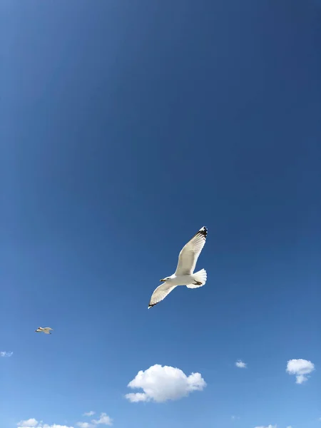 Γλάρος Πετάει Στον Γαλάζιο Ουρανό — Φωτογραφία Αρχείου