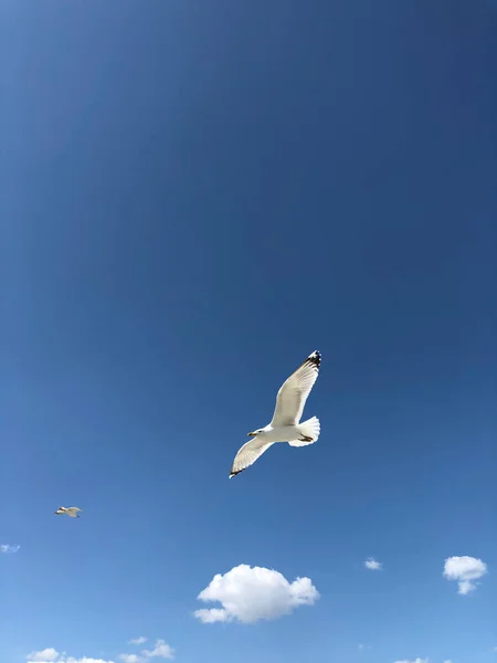 青い空にカモメが舞い上がる — ストック写真