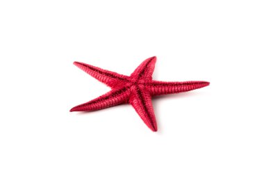 Close-Up izole kırmızı deniz yıldızı
