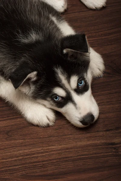 ahşap zemin üzerinde Husky yavrusu.