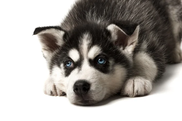 Adorabile in bianco e nero con gli occhi azzurri sonnolenti cucciolo Husky sdraiato. Colpo in studio. Isolato su sfondo bianco. Focalizzata sugli occhi . — Foto Stock