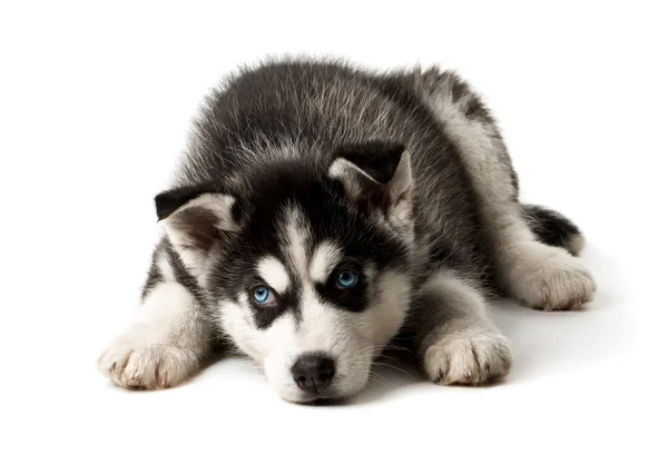 Adorable noir et blanc aux yeux somnolents bleus Chiot Husky. Prise de vue. Isolé sur fond blanc . — Photo