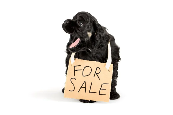 Adorable American Cocker Spaniel puppy yawns with for sale sign. Isolated on white. Focused on eye. — Stock Photo, Image