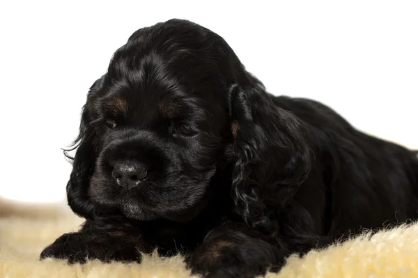 Сонный щенок на мягкой подложке. Изолирована. Окаменевший глаз . — стоковое фото