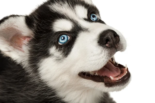 Close-up of husky puppy muzzle or face with mouth open. Focused on eye. — Stock Photo, Image