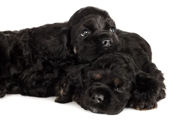 Två söta amerikansk cocker spaniel valpar sover. isolerade på vit bakgrund. fokuserade på sovande valp. — Stockfoto