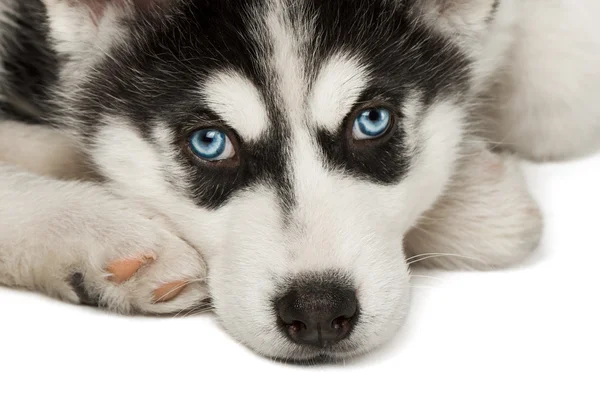 Close-up of husky puppy muzzle or face. — Stock Photo, Image