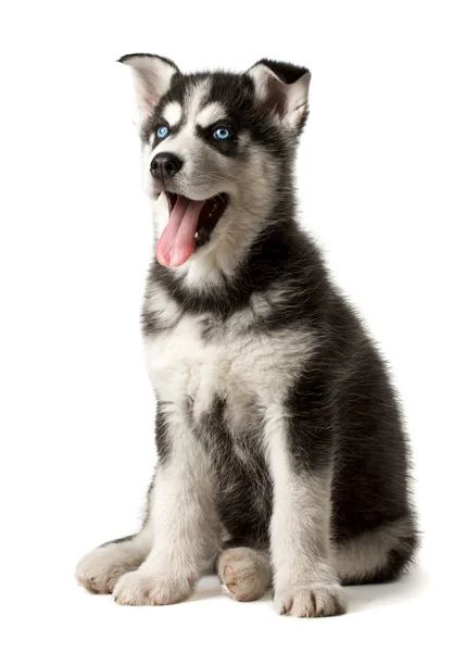 파란 눈 허스키 강아지와 흑인과 백인. — 스톡 사진