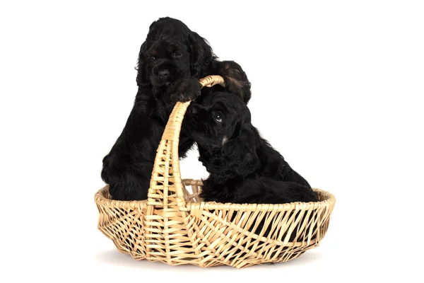 Two cute American Cocker Spaniel puppies, 2 months old. Having fun in yellow basket. Isolated on white background. — Stock Photo, Image