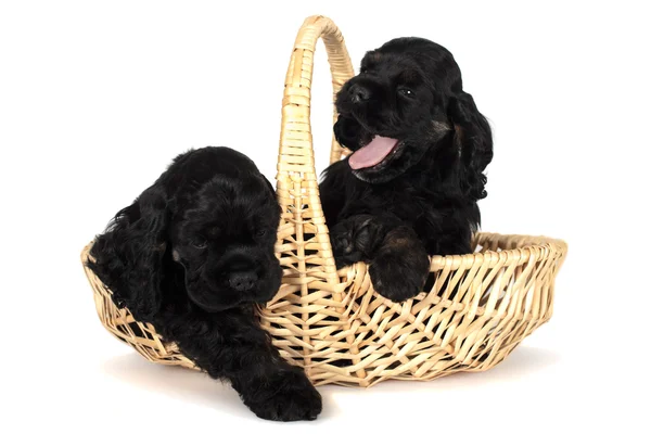 Two cute American Cocker Spaniel puppies.In yellow basket. Isolated on white background. — Stock Photo, Image