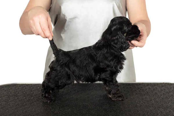 Profesyonel köpek işleyici veya eğitmen ile Amerikan coker spaniel köpek yavrusu. — Stok fotoğraf