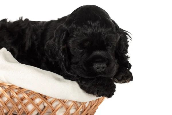 アメリカのコッカー spaniel を愛らしい子犬バスケットで眠っています。. — ストック写真