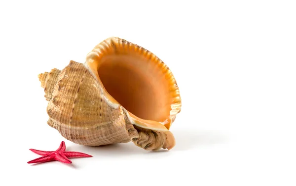 Sea shells , isolated on white background — Stock Photo, Image