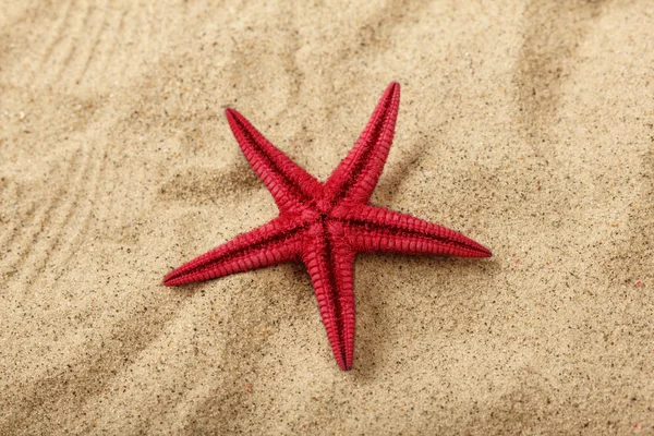 Närbild av röd sjöstjärna — Stockfoto
