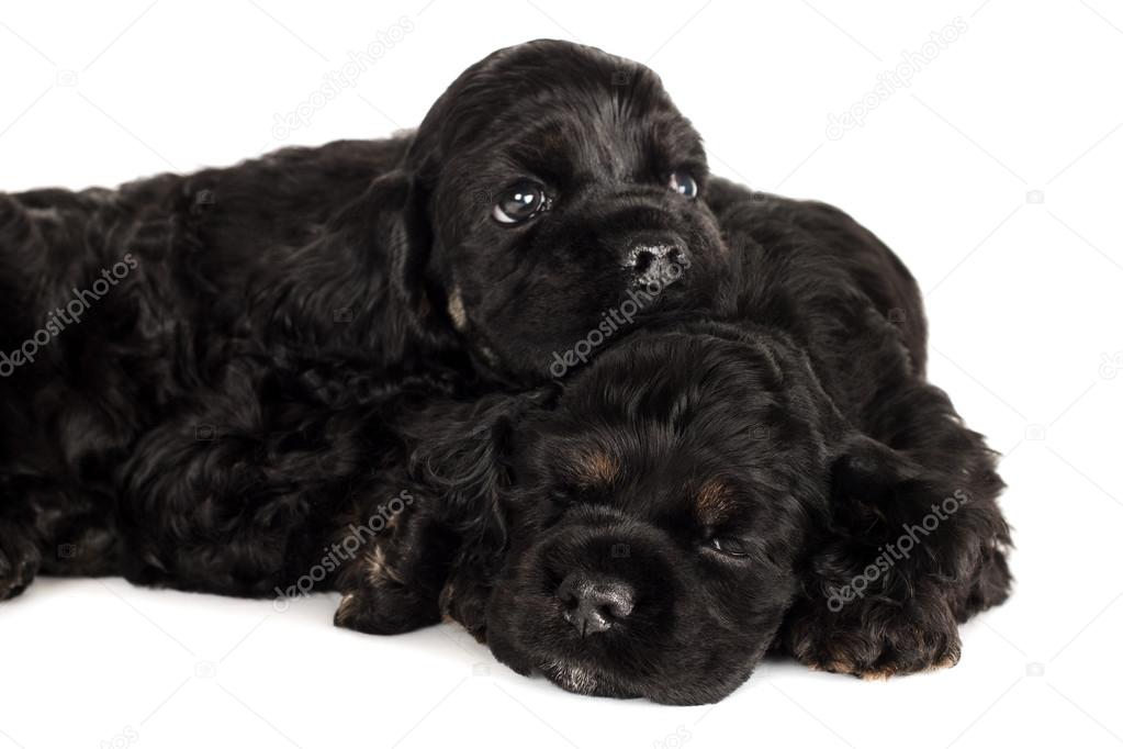 Two cute American Cocker Spaniel puppies sleeping. Isolated on white background. Focused on sleeping puppy.