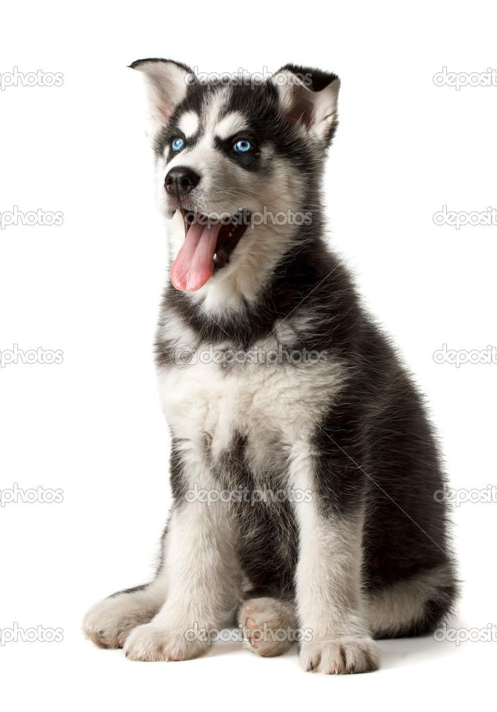 Black And White With Blue Eyes Husky Puppy Stock Photo By C Vir4ello
