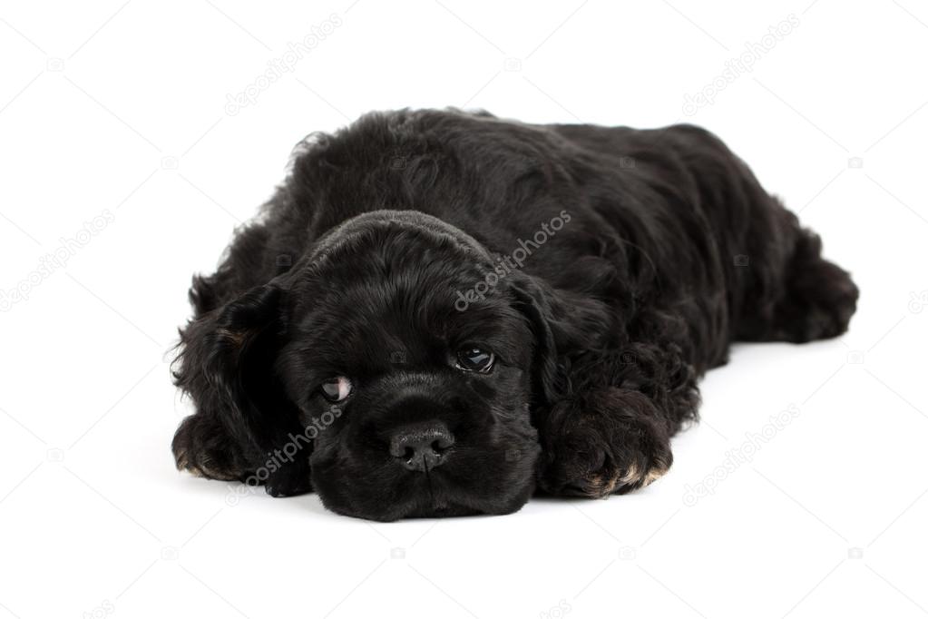 American Cocker spaniel puppy sleeping. Isolated on white background.