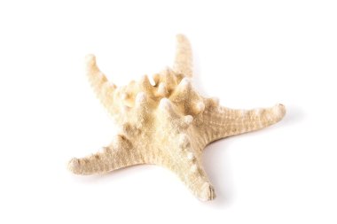 Deniz yıldızı deniz kabuğu