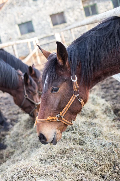 Széna evő lovak — Stock Fotó