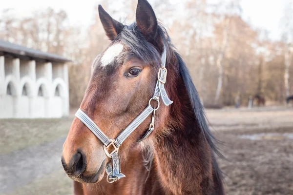 Pferdekopf — Stockfoto