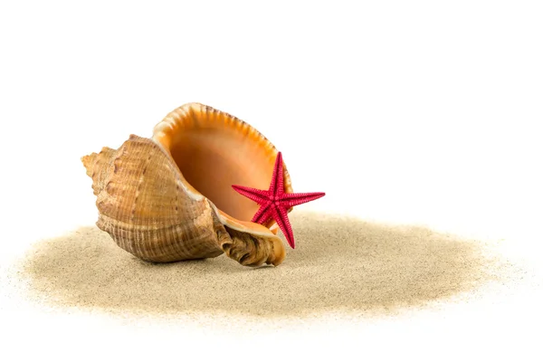 Muszle na piasku — Zdjęcie stockowe