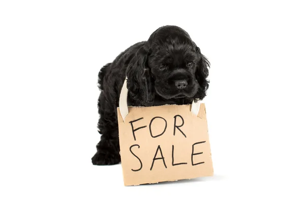 Puppy yawns with for sale sign. — Stock Photo, Image
