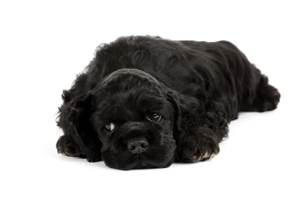 Cocker cucciolo spagnolo — Foto Stock