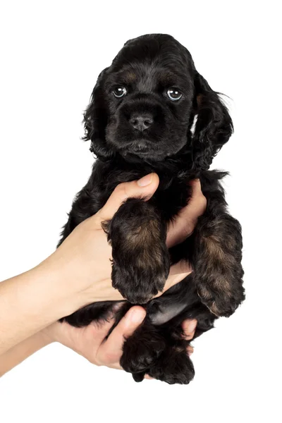 Cocker spaniel valp — Stockfoto