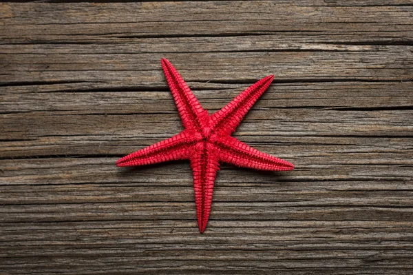 kırmızı deniz yıldızı