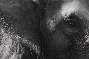 Asya fili head görüntü yakın çekim