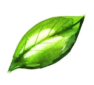 yeşil yaprak suluboya çizimi