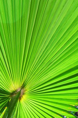 Yeşil palmiye yaprağı colseup görüntü