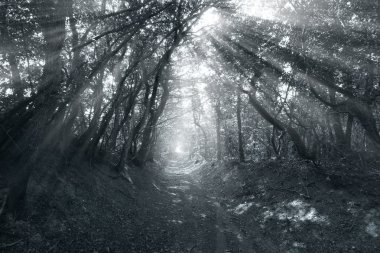 sis, gündoğumu ile orman yoluyla yol