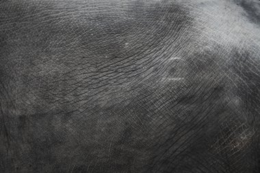 fil cilt görüntüsü