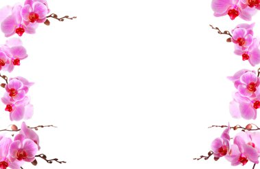 beyaz kopyalama alanı ile orkide çiçekleri sınır