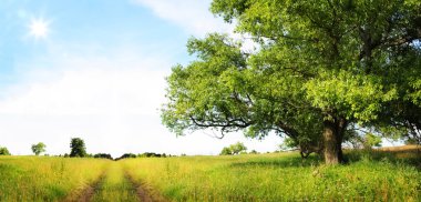 yatay yaz yeşil çimen, yol ve eski ağaç