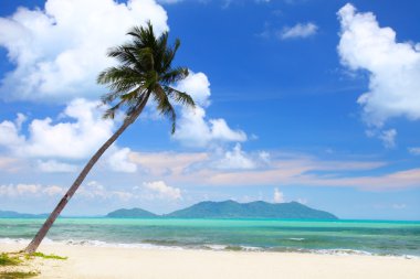 Coconut palm Beach Tayland