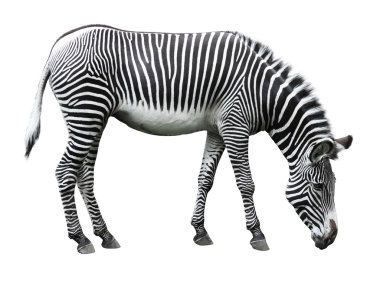 Beyaz arka plan üzerinde izole zebra resim