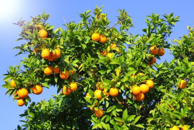 Image of orange fruits on tree clipart