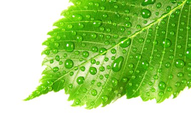 görüntü ile yaprak yeşil su beyaz portre üzerinde bırakır.